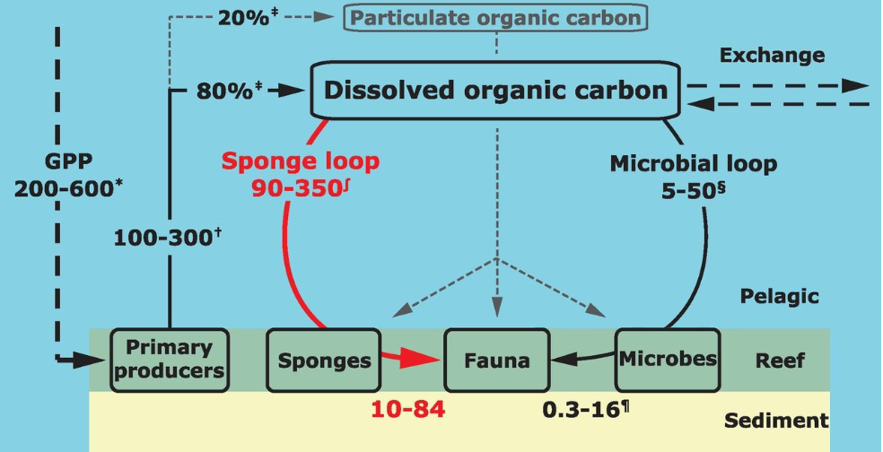 <ul><li><p>Sponges can take up as much dissolved organic matter from the water in 30 minutes as free living bacteria can take up in 30 days</p></li><li><p>Sponges retain this organic matter, rapidly shed cells (food source for many organisms)</p></li></ul><p></p>