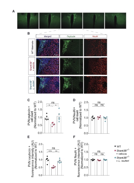 <p>Oxytocin is often called the "bonding hormone" and is crucial for social behavior. The researchers looked at the brain region (PVN of the hypothalamus) where oxytocin is produced and found that ASD mice had significantly fewer oxytocin-producing neurons and lower oxytocin levels. After <em>L. reuteri</em> treatment, both the number of oxytocin neurons and their activity bounced back to normal levels. Importantly, the total number of neurons didn't change — it was specifically the oxytocin neurons that recovered.</p>