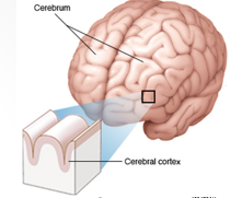 <p>Largest part of brain (80% brain mass). Gray and white matter.</p><p>Parts:</p><ol><li><p>L/R hemispheres</p><ul><li><p>Gyri, sulci, fissures (cerebral cortex)</p></li><li><p>Corpus callosum</p></li></ul></li><li><p>Basal Nuclei/Ganglia</p></li></ol><p></p>