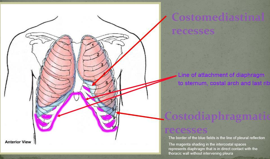 <ul><li><p>the line where the <strong>pleura </strong>lining the<strong> inner surface of the ribs</strong> and <strong>intercostal muscle</strong> continues onto the <strong>surface of the diaphragm</strong> at the latters attachment to the body wall</p></li><li><p><strong>caudoventral</strong> to the line of pleural reflection the diaphragm is in direct contact with the<strong> intercostal tissues and the ribs</strong> and conseqeuntly the more thoracic wall is not in contact with the pleural cavity</p></li><li><p>liver biopsy can be used to access the abdominal cavity without penetrating the pleural cavity</p></li></ul><p></p>