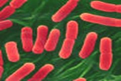 <p>Bacteria</p>