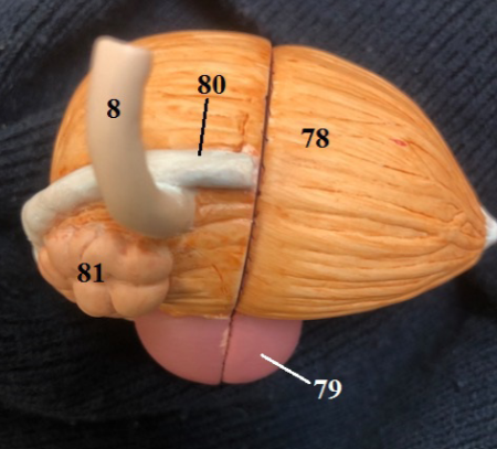 <p>Label all structures</p>