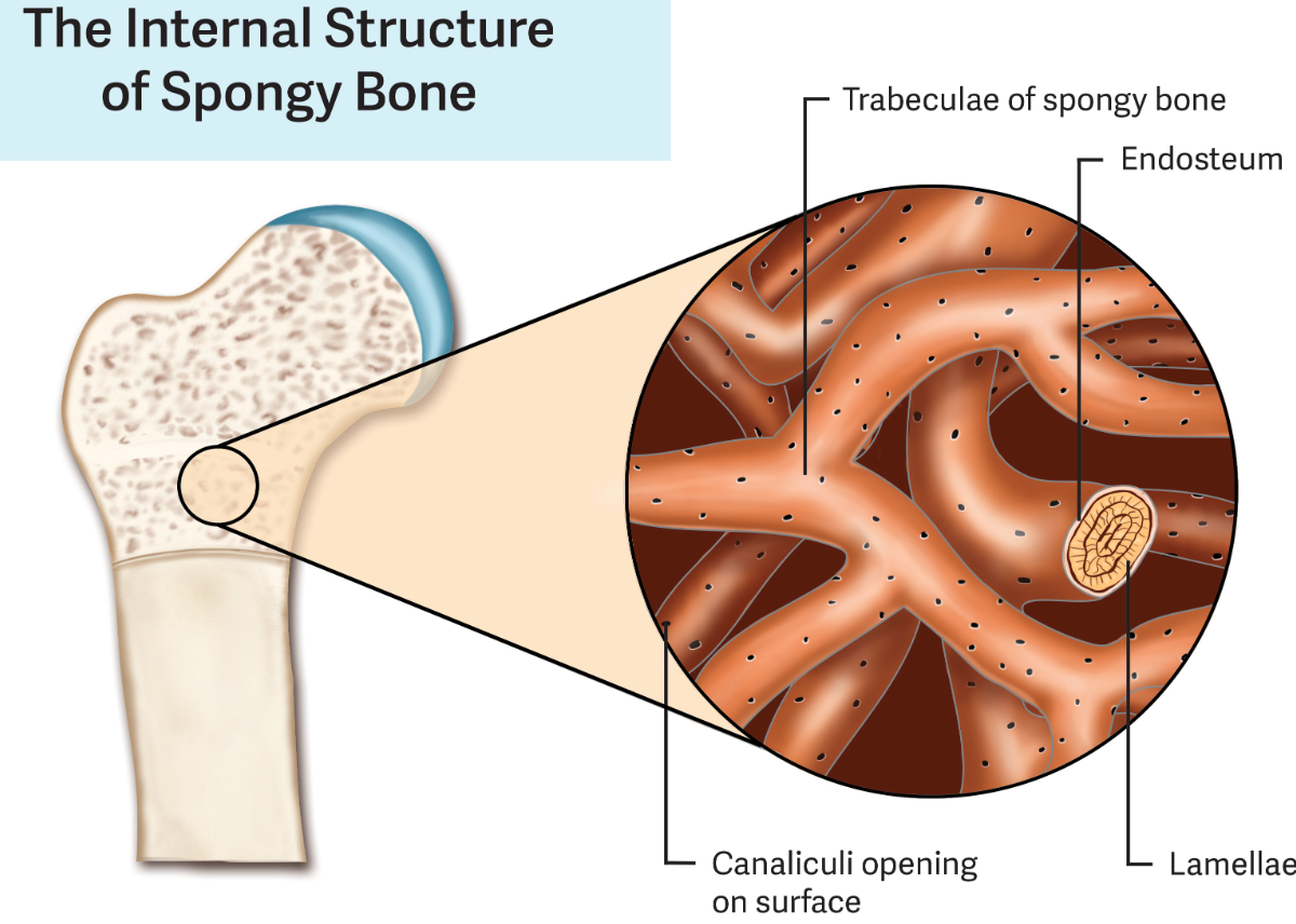 <p>Spongy Bone </p>