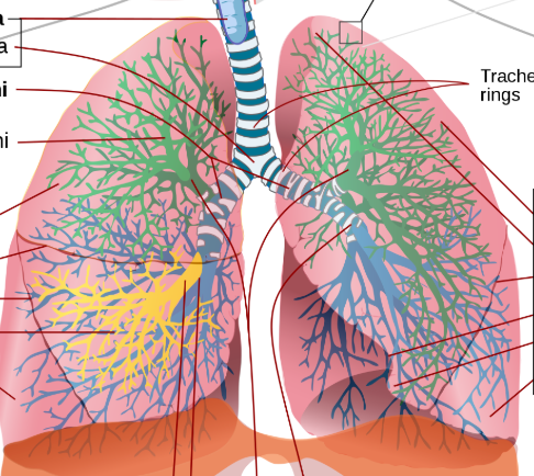 <p><span style="background-color: transparent;">Two cone-shaped structures residing in the thoracic cavity. The inferior portion of each lung reaches the diaphragm. The superior portion extends about one inch above each clavicle.</span></p>