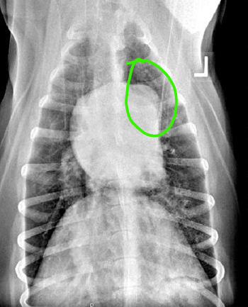 <p>Vascular pattern</p><ul><li><p>Dog with Heartworm</p></li><li><p>Heartworm dss- arteries are larger than vein</p></li></ul><p></p>