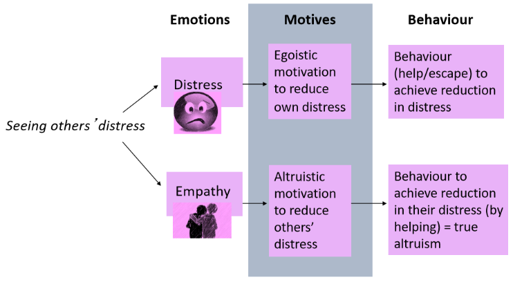 <ul><li><p>No → all helping ebenfits self psychologically (Piliavin, Cialdini)</p></li><li><p>Yes</p><ul><li><p>Batson → 2 primary routes to helping, 1 is driven by empathy</p></li><li><p>Empathy involves understanding others’ subjective experiences + the more we can do this, the more we are likely to help</p></li><li><p>Helping which is motivated by empathy is true altruism</p></li></ul></li></ul><p></p>