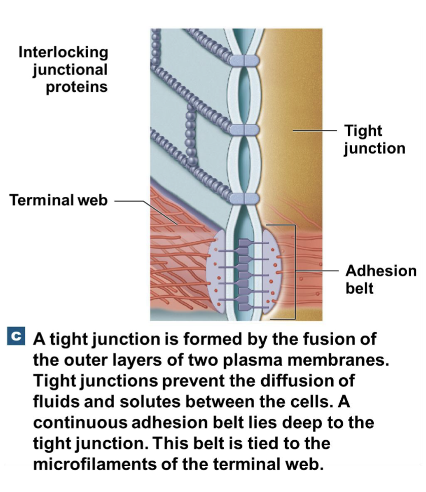 <p>Prevent passage of water and solutes</p>