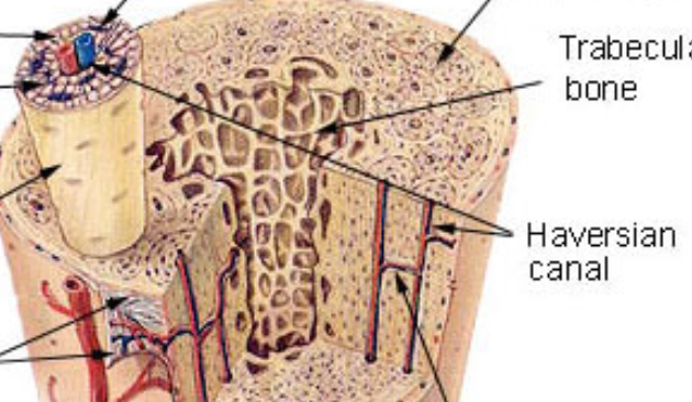<p>Central channel containing blood vessels, lymphatics and nerves </p>