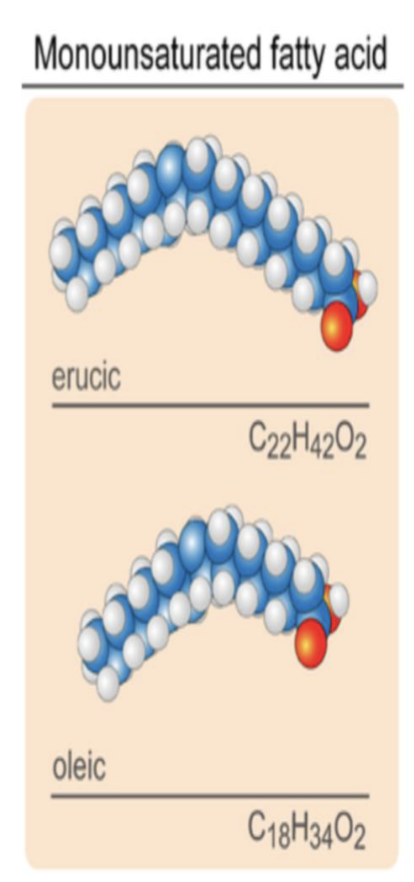 <p>This type of fat, at least one pair of carbon atoms share a double bond, so these carbon atoms are not bonded to as many hydrogen atoms as possible.</p><p>tend to be liquids at room temperature. in the diet come mainly from certain fish such as salmon and from plant foods such as seeds and nuts.</p>