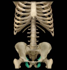<p>the lower, posterior portions of the pelvis</p>