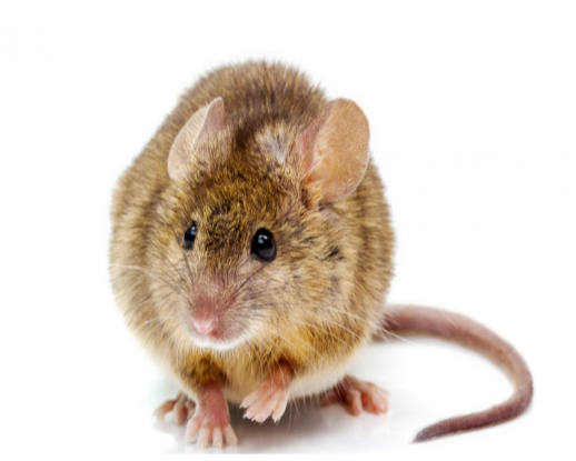 <p>• Long mostly hairless tail</p><p>• Brown coloration</p><p>• Large round ears</p>