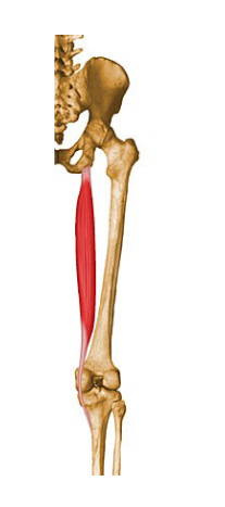 <p>What muscle is this? <br>Name, Origin, Insertion, Action, Exercise</p>