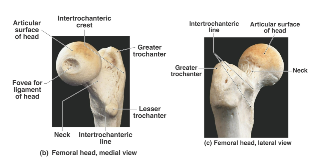 <ol><li><p><strong>Medial supracondylar ridge of femur:</strong> Posterior <strong>medial </strong>ridge formed as the linea aspera divides distally to triangular area called POPLITEAL SURFACE</p></li><li><p><strong>Lateral supracondylar ridge of femur:</strong> Posterior <strong>lateral </strong>ridge formed as the linea aspera divides distally to triangular area called POPLITEAL SURFACE</p><ol><li><p><strong>Popliteal surface:</strong> Flattened triangular posterior area <strong>between the femoral supracondylar ridges</strong></p></li></ol></li><li><p><strong>Lateral condyle of femur:</strong> <strong>Lateral </strong>broadened distal articular region of the femur</p></li><li><p><strong>Medial condyle of femur: Medial </strong>broadened distal articular region of the femur</p></li><li><p><strong>Lateral epicondyle of femur:</strong> Raised <strong>lateral </strong>point of the femoral condyle serving as a ligament attachment site</p></li><li><p><strong>Medial epicondyle of femur: </strong>Raised <strong>medial </strong>point of the femoral condyle serving as a ligament attachment site</p></li><li><p><strong>Adductor tubercle:</strong> Bump on the upper portion of the medial femoral condyle</p></li><li><p><strong>Intercondylar fossa:</strong> Posterior notch separating the medial and lateral femoral condyles</p></li><li><p><strong>Patellar surface: </strong>Anterior surface separating the femoral condyles and articulating with the patella</p></li></ol><p></p>