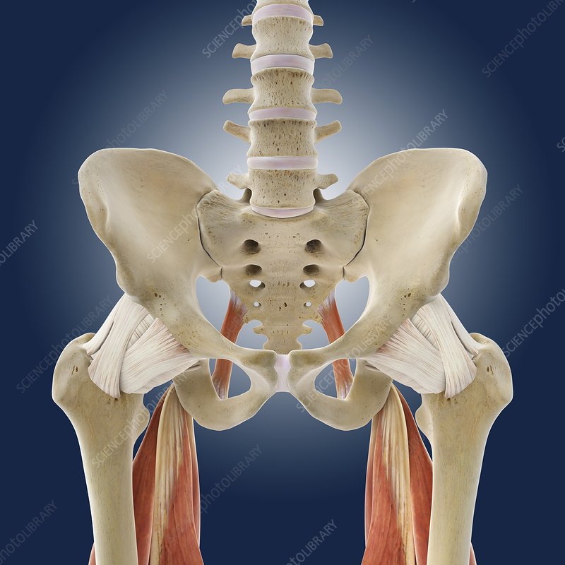 <p>The large bony structure at the base of the spine.</p>