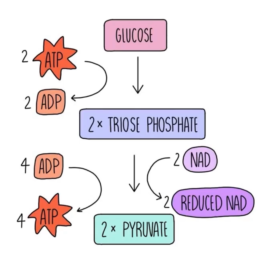 <p>is a nearly univseral metabolic patheay for producing ATP by the oxdation of glucose. it is the central pathway of glucose catabolism</p><p>Glycolysis is the process by which 1 6-carbon molecule of glucose is degraded in a series of enzyme-catalyzed reactions to yeld 2 molecules of the 3-carbon compount pyruvate.</p><p>Some free energy is concerved as ATP and NADH</p><p>-4 ATP are made but 2 are consumed</p><p>-2 NAD+ are reduced to 2 NADH (e- carriers that go to the electron transport system and makes ATP)</p><p>Two moleculs of ATP are invested to activate glucose. The products of the pathway include 4 ATP, as well as NADH and the triose pyruvate, whcih can be metabilized further in other pathway.</p><p></p>