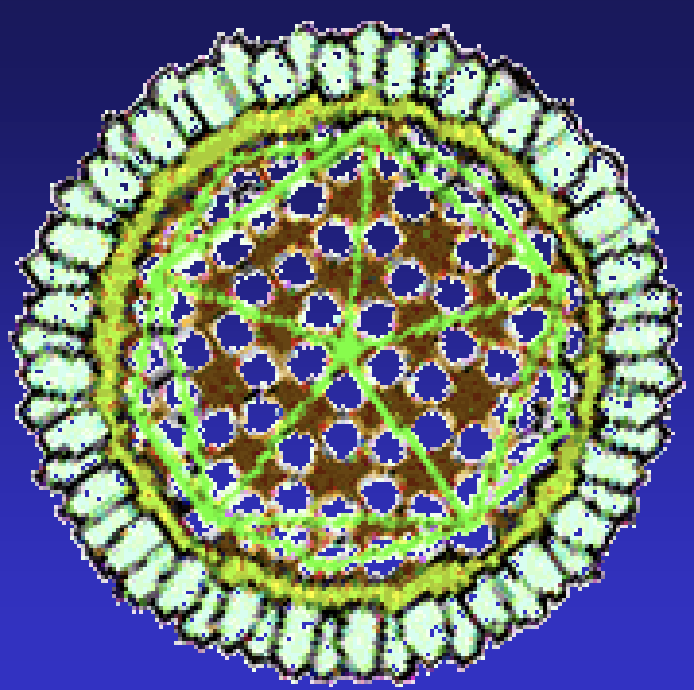 <p>hepatitis that exists in 3 forms</p>