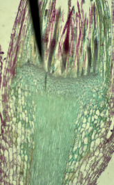 <p>kingdom plantae</p><p>phylum bryophyta</p><p>subclass bryidae</p>