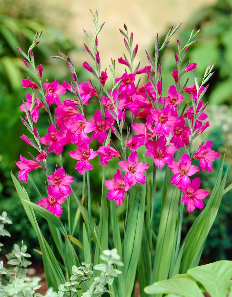<p>Gladiolus communis subsp. byzantinus</p>