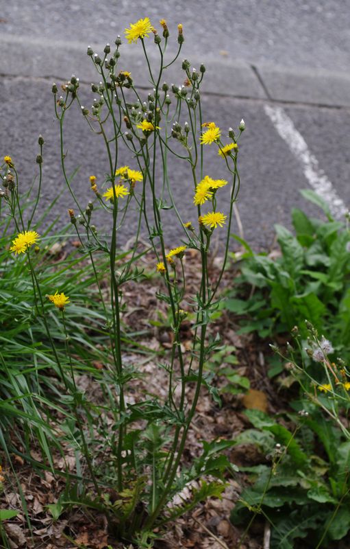 <p>Dvoletni dimek-Crepis biennis</p>
