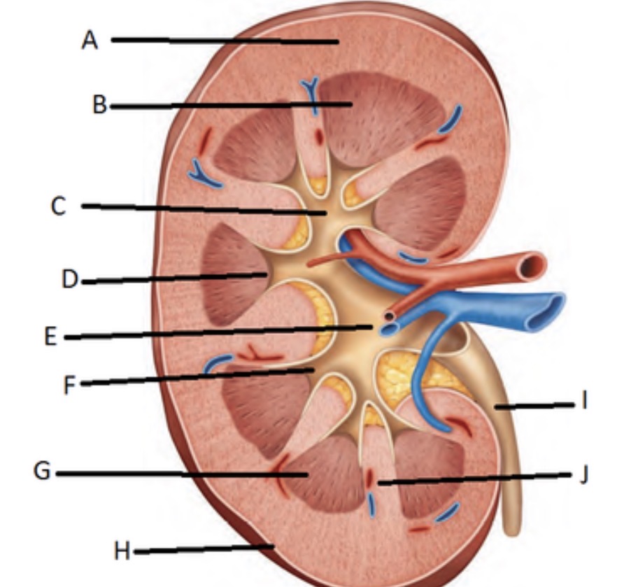 <p>Renal pyramid is identified by what letter?</p>