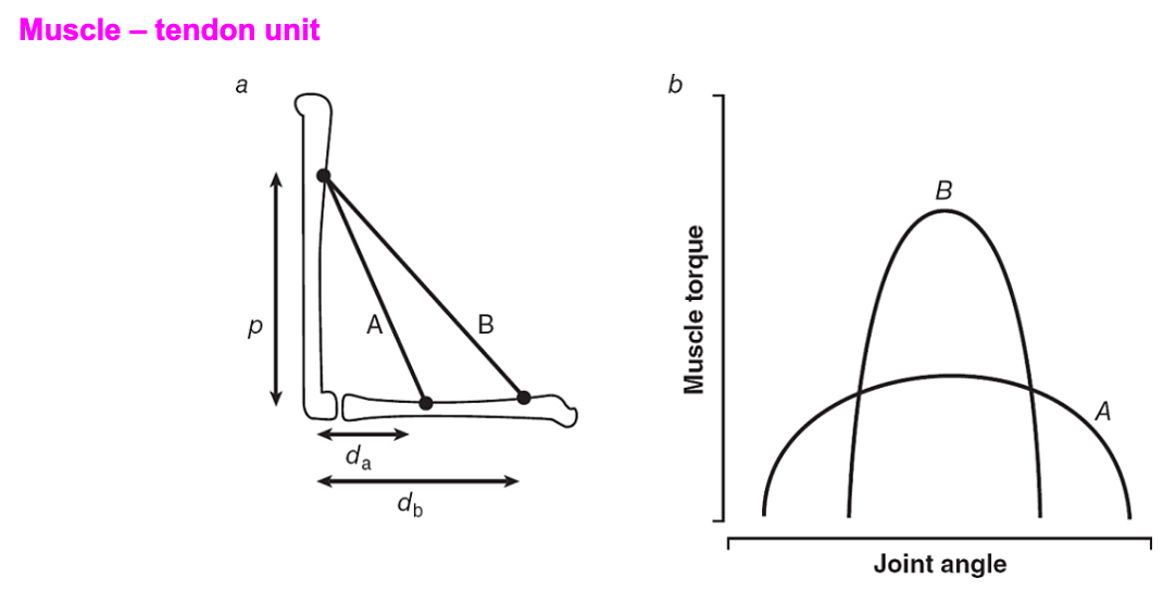 <p>Torque production matters as that moves the skeleton</p>