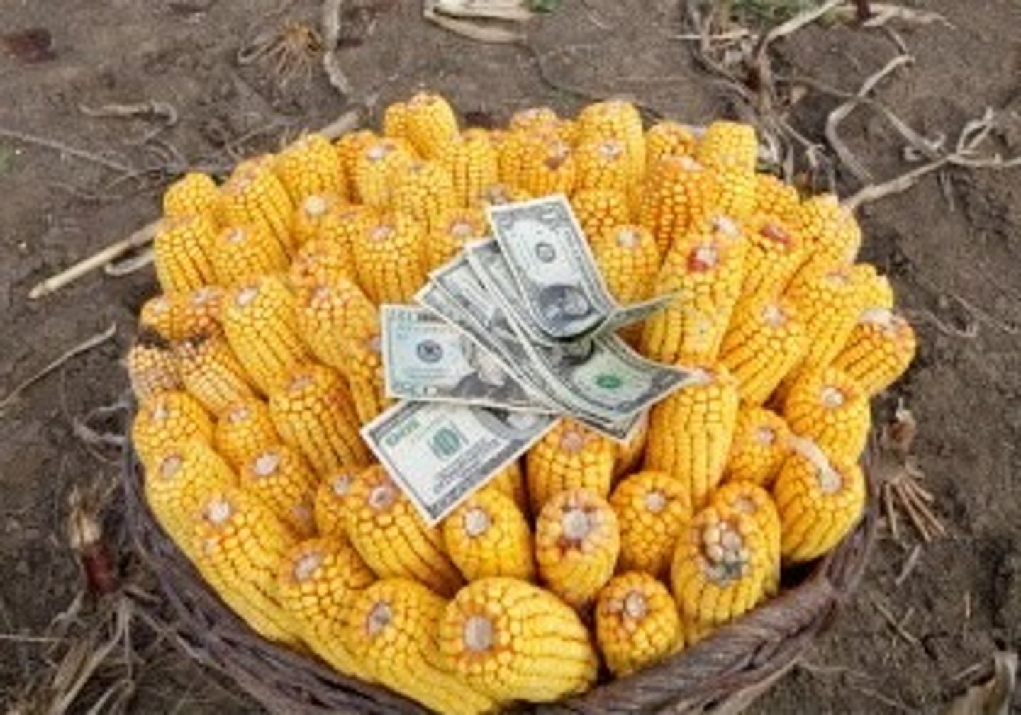 <p>(n): vụ mùa</p>
