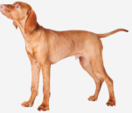 <p>welk type hond is dit</p>
