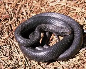 <p>What Reptile is this?</p>