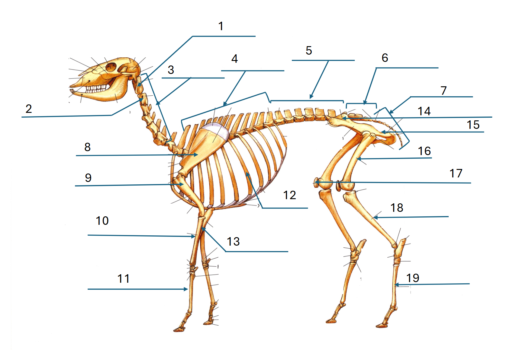 <p>What bone is labeled 12?</p>