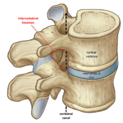 <ul><li><p>vertebral canal between C1 and L2 houses the spinal cord</p></li></ul><ul><li><p>vertebral foramina allows passage of spinal nerves out from the spinal cord</p></li></ul><p></p>