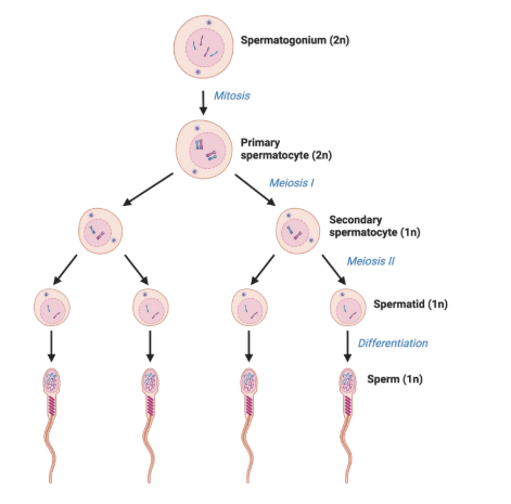 <p>Formation of <strong>haploid spermatozoa </strong>(sperm cells) from <em>diploid germ</em> cells (spermatogonia)</p>