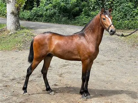 <p>gated horses</p>