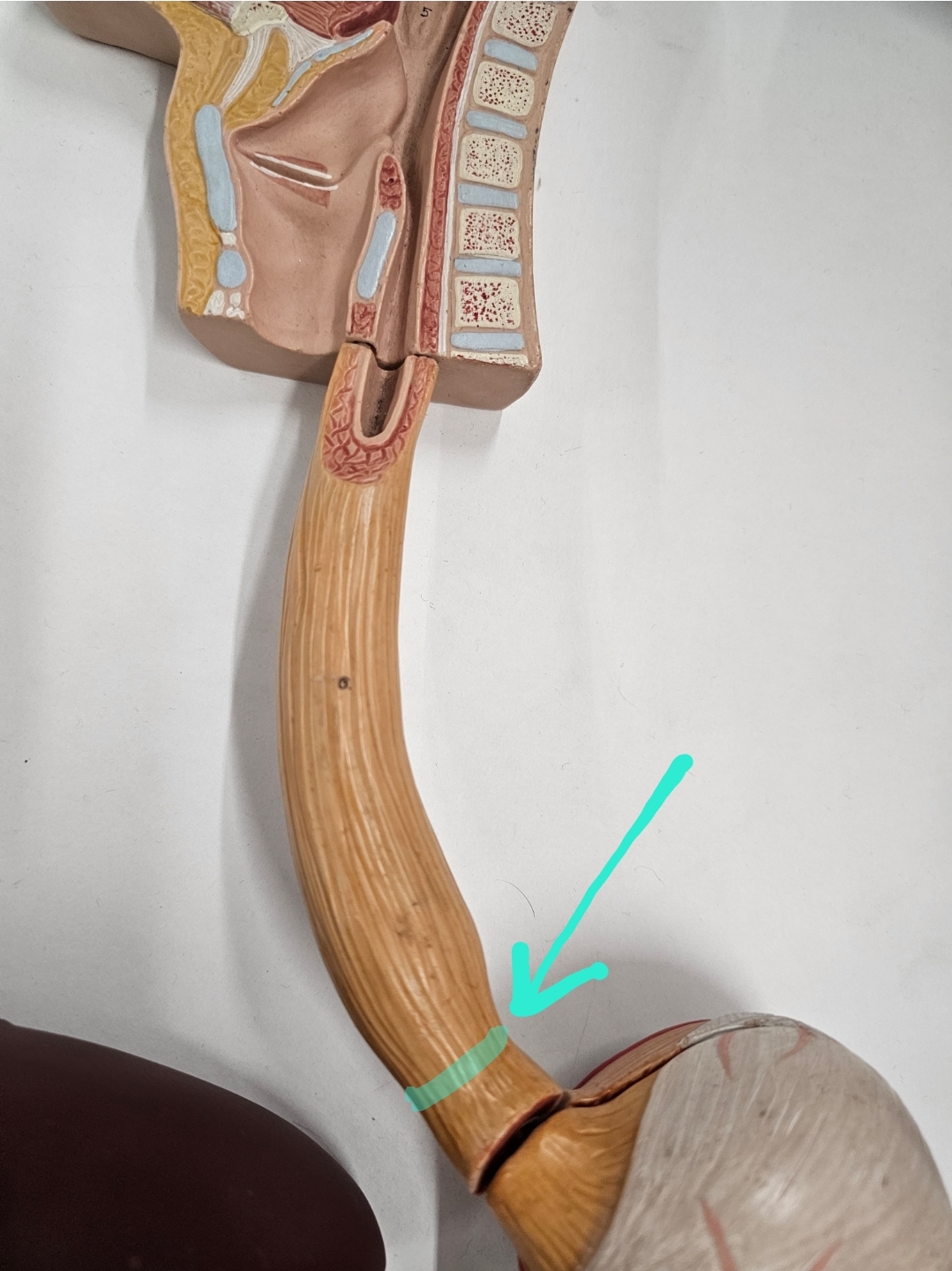 <p>Qual é o nome? </p>