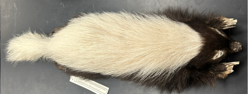 <p>Order- Carnivora</p><p>Family- Mephitidae </p>