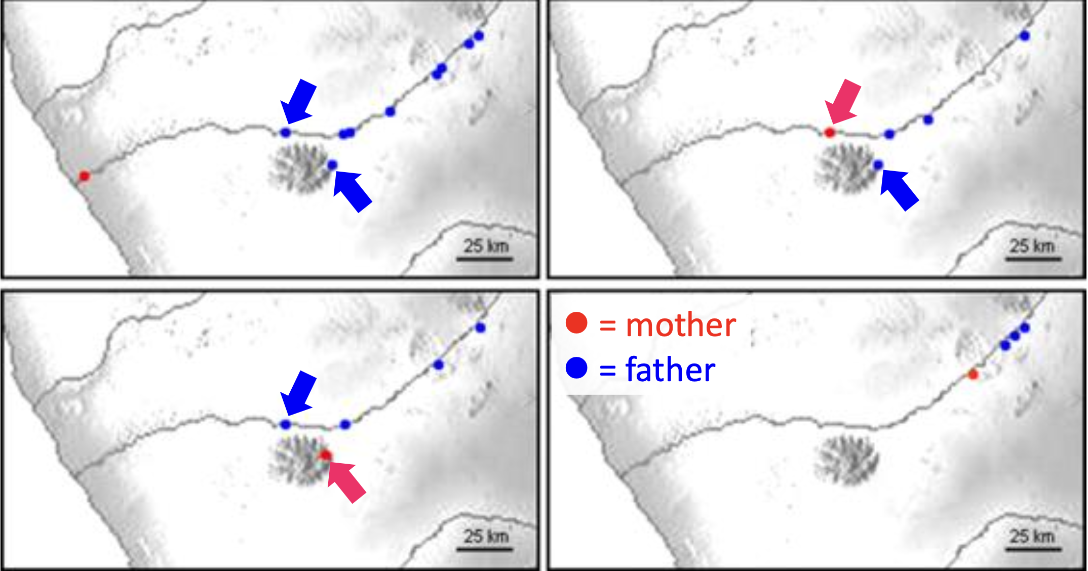 <p>The sexual strategy of Ficus sycomorus is best described as</p>