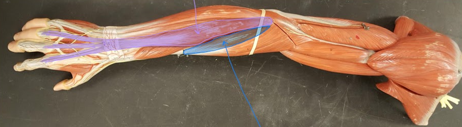 <p>Name the function of the structure in BLUE</p>