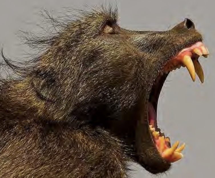 <p>A dental feature found in some primates where the upper canine tooth sharpens against the lower third premolar. This is something you don’t find in humans.</p>