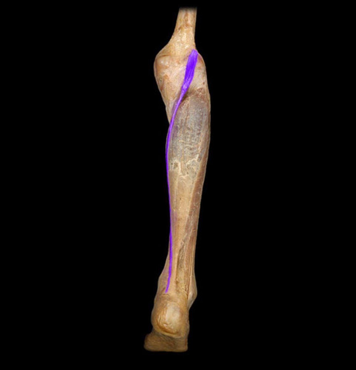 <p>vertical behind knee</p>
