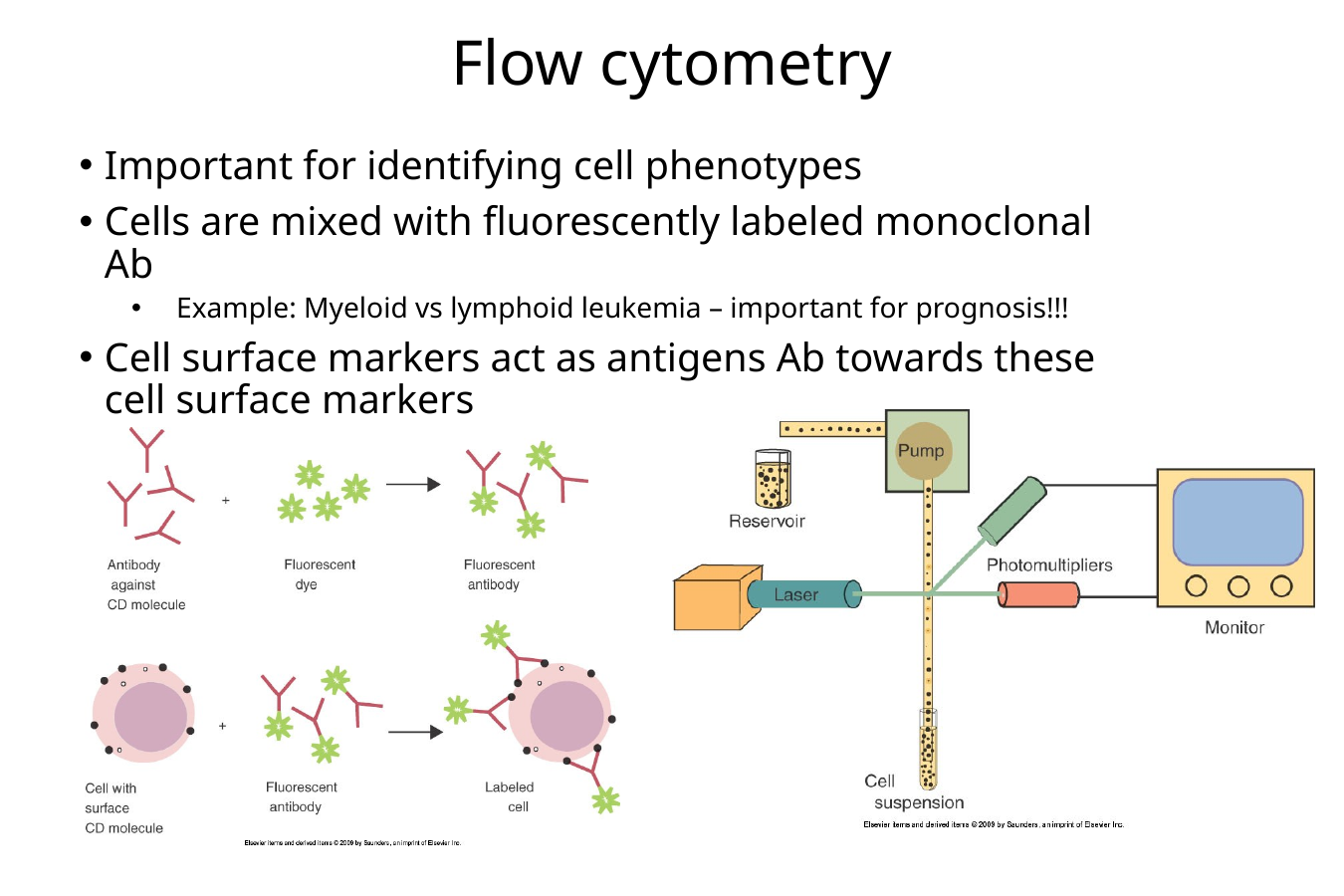 <p>Flow cytometry figures out what kind of cells you have by looking at the “ID tags” on their surfaces.</p><p>It identifies <strong>cell phenotypes</strong> using fluorescently labeled monoclonal antibodies that recognize cell-surface markers, and gives <strong>myeloid vs lymphoid leukemia</strong> as the clinical example.</p><p><strong>Cell phenotype basically means what type of cell it is based on the markers it displays</strong>.</p><p>So flow cytometry is basically asking:</p><p>“What name tags are these cells wearing?”</p><div data-type="horizontalRule"><hr></div><p>Step 1: Get your cells</p><p>You start with a <strong>cell suspension</strong>, meaning the cells are floating separately in liquid rather than being stuck together in a chunk of tissue.</p><p>Step 2: Add fluorescent antibodies <span data-name="sparkles" data-type="emoji">✨</span></p><p>You add fluorescent <strong>monoclonal antibodies</strong> that recognize particular cell-surface markers aka a specific antigen</p><p>Step 3: Run the cells through the machine</p><p>The cells move through the flow cytometer, where their fluorescence is detected.</p><p>So imagine:</p><p><span data-name="green_circle" data-type="emoji">🟢</span> Green glow → this cell has marker A</p><p><span data-name="orange_circle" data-type="emoji">🟠</span> Orange glow → this cell has marker B</p><p>Now you can tell what kind of cells are in the sample based on which fluorescent antibodies stuck to them.<br>———————————————————————-<br><strong>Why is this useful for leukemia?</strong></p><p>Suppose you know an animal has leukemia, but you need to figure out <strong>what kind of cells are cancerous</strong>.</p><p>Flow cytometry can examine their surface markers and help determine whether the abnormal cells have a:</p><ul><li><p><strong>Myeloid phenotype</strong></p></li><li><p>or <strong>Lymphoid phenotype</strong></p></li></ul><p>Those colors tell you <strong>which surface markers it has</strong>, which helps identify <strong>what type of cell it is</strong>.</p>