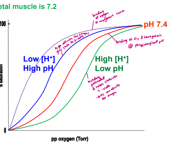 <ul><li><p>pH of blood in lungs is 7.6 (above physiological pH of 7.4) so theres high pH and low hydrogen ion concentration - high affinity so it shifts to the left (closer to y-axis)</p></li><li><p>pH of blood in skeletal muscle is 7.2 (below physiological pH) so gives low affinity for oxygen, high hydrogen concentration, low pH, histidine is protinated and helps stabilize T state</p></li></ul><p></p>