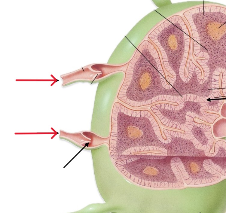 <p>Which part of lymph node:</p><ul><li><p>Vessel that allow entering</p></li></ul><p></p>