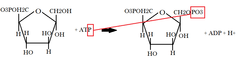 <p>Which step is this in the process of glycolysis? What are the reactants? The products? What enzyme catalyzes this reaction?</p>