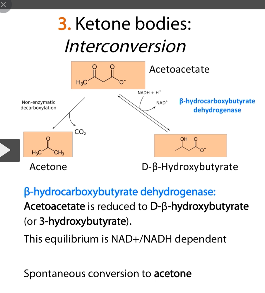 <p><u>Aceto-acetate into acetone</u></p><p><strong>Aceto-acetate</strong> can be <strong>converted </strong>into<strong> D-B-hydroxybutyrate </strong>and into <strong>acetone</strong> by <strong>B-hydrocarboxybutarate dehydrogenase .</strong></p><p><strong>B-hydrocarboxybutarate dehydrogenase</strong></p><p>-makes <strong>D-B-hydroxybutyrate</strong></p><p><strong>-dehydrogenates NADH</strong></p><p>The <strong>equilibrium</strong> between <strong>aceto-acetate</strong> and <strong>D-B-hydroxybutyrate </strong>is <strong>determined by </strong>the <strong>NAD+/NADH equilibrium</strong> in the cell. </p><p><strong>NAD<u>H</u> drives reduction → makes β-hydroxybutyrate</strong><br><strong>NAD⁺ drives oxidation → makes acetoacetate</strong></p><p><u>Aceto-acetate released into blood</u></p><p><strong>Acetone</strong> is formed <strong>spontaneously </strong>and it’s a <strong>molecule </strong>that is formed through the <strong>breathe </strong>of the <strong>patient</strong>.</p><p><strong>Acetoacetate </strong>is <strong>unstable</strong> because it is a<strong> β-keto acid</strong>, and at <strong>physiological conditions</strong> it can <strong>spontaneously decarboxylate</strong> to <strong>form acetone.</strong></p><p><strong>CO₂ is released</strong> in this<strong> reaction </strong>and is <strong>transported in the blood to the lungs</strong>, where it is <strong>exhaled.</strong></p><p><strong>Acetone</strong> is also<strong> exhaled</strong>, because it is is <strong>volatile </strong>and <strong>cannot be used for energy</strong>, so it is <strong>released into the bloodstream</strong> and <strong>excreted</strong> through the <strong>lungs</strong>, causing a <strong>characteristic fruity breath.</strong></p>