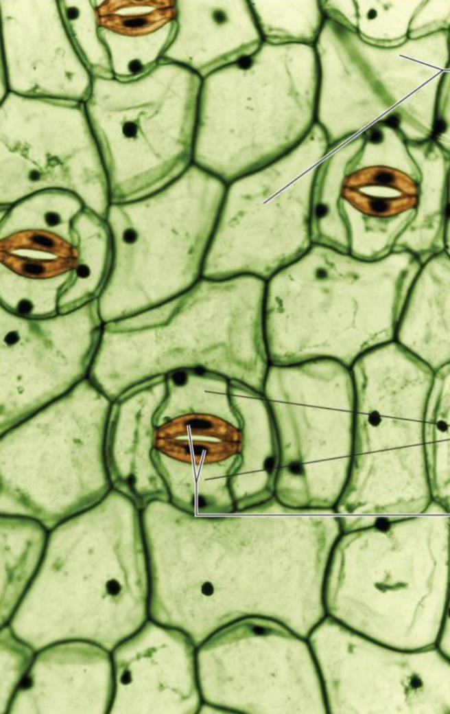 <p>What does the stomatal apparatus regulate? </p>