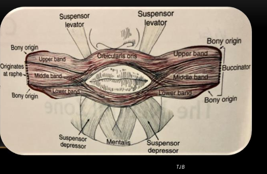 <p>-the three bands of the buccinator muscle</p><p>-the orbicularis oris</p>
