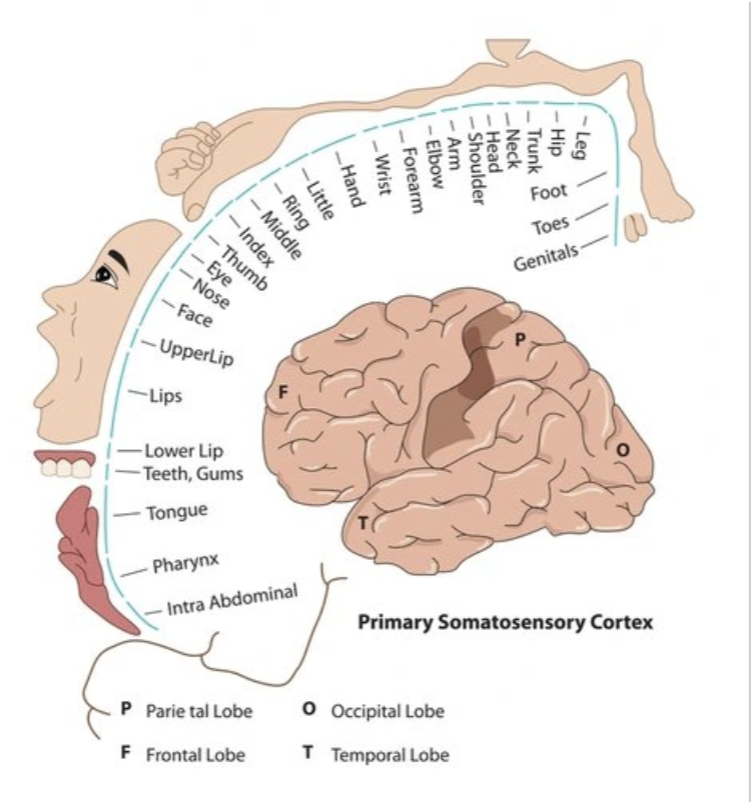 <p>what can occur with chronic pain?</p>