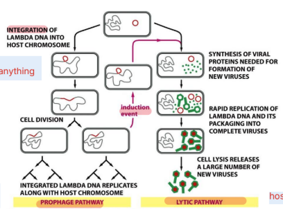 <p>Prophage pathway: integration of DNA into host chromosome, dont do much (favourable conditions)</p><p>Lytic pathway: synthesis of many copies and lyses (host cell is damaged)</p><ul><li><p>Two gene regulatory proteins responsible for initiating this switch — repress each other’s synthesis</p></li></ul><p></p>