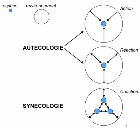 <p>L’autécologie étudie les relations entre une seule espèce et son milieu. Elle analyse l’effet des facteurs écologiques sur un individu ou sur une population d’une espèce donnée. Elle cherche par exemple à comprendre pourquoi une espèce est abondante dans un biotope, rare dans un autre, ou absente de certains milieux.</p>