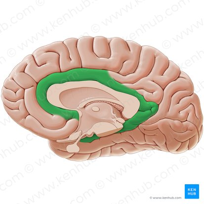 <p>Emotion, motivation, and memory</p>