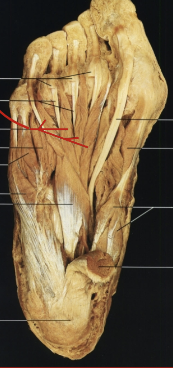 <p>What muscle, layer, action and innervation is this?</p>